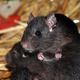 Image for article titled There's A Right Way To Exterminate A Species